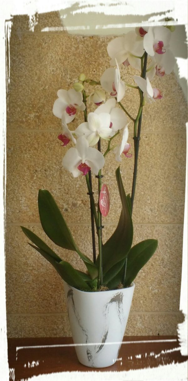 orchidea1 1