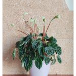 peperomia