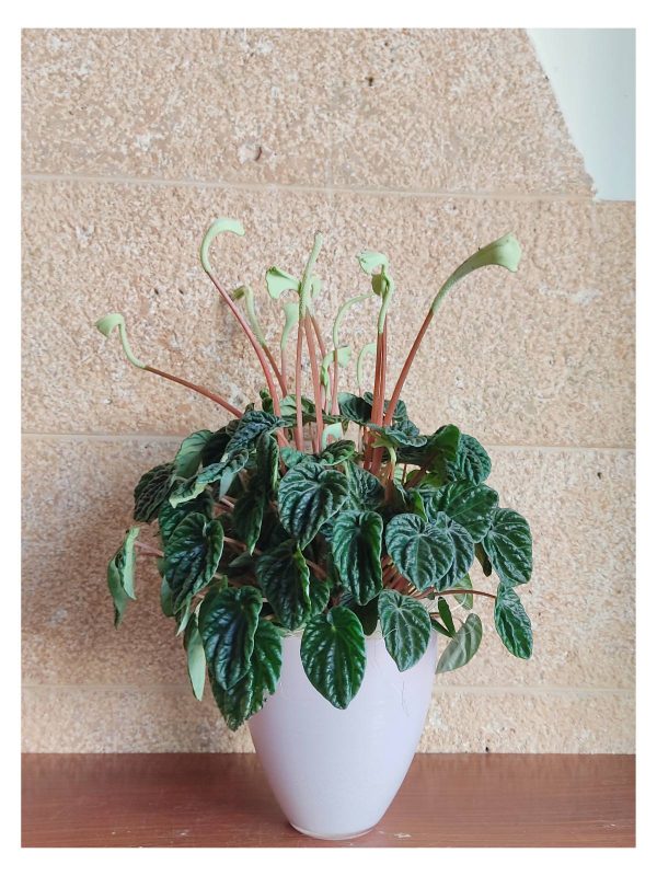 Πεπερόμια σε κασπώ (Peperomia Caperata Green)